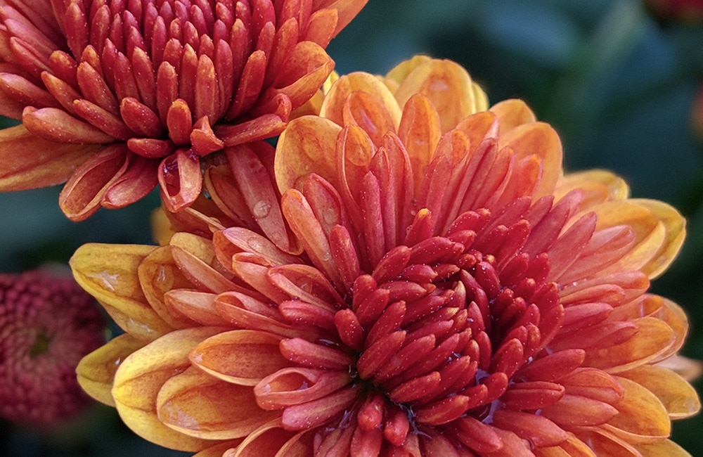 Orange and red flowers blooming with dew drops on petals. Set in a green, leafy background, highlighting the vibrancy of the flowers against the natural foliage.