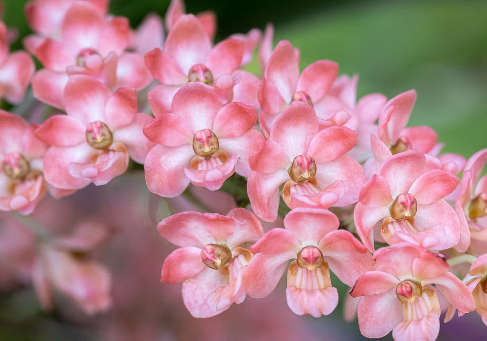 A branch of blooming pink orchids in the wild