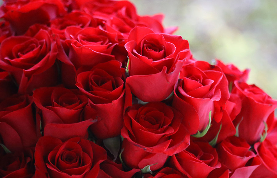 A single red rose blossom in a lush green field