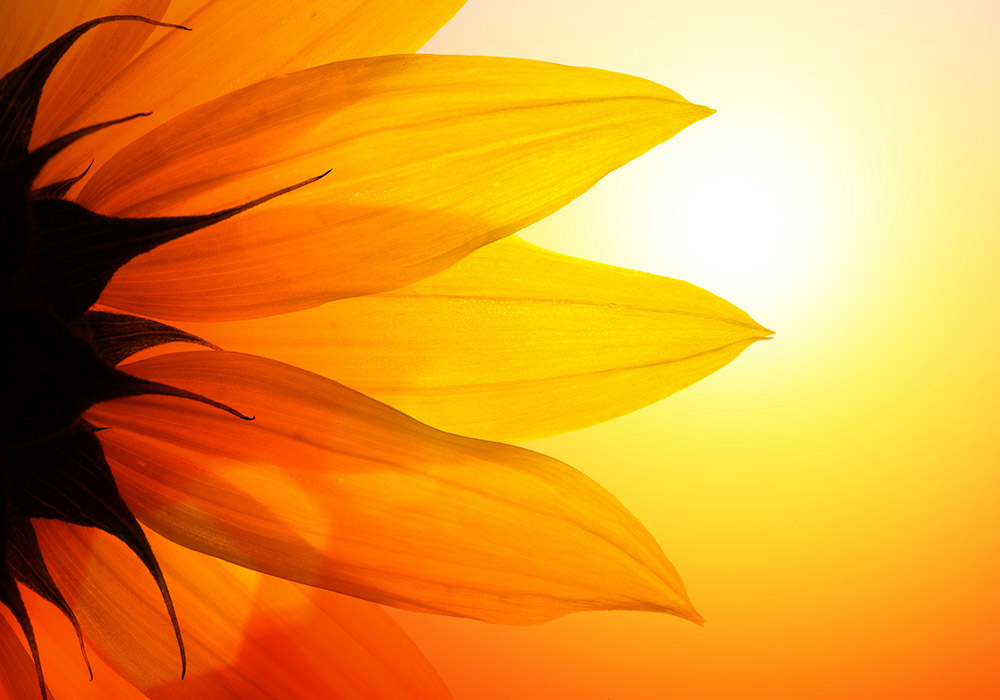 Silhouette of a sunflower, seen from behind, with powerful sunlight shining through its petals