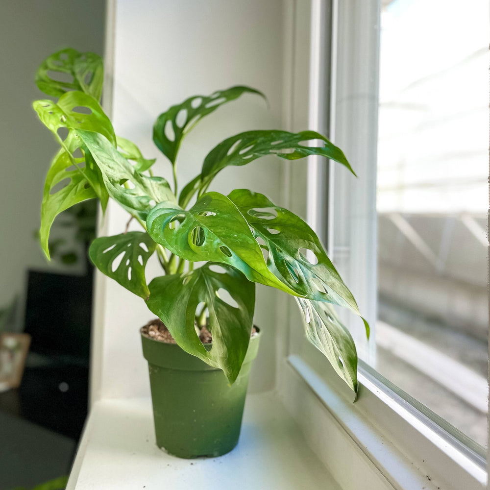 Swiss Cheese Plant, Monstera Adansonii - Live Plant - The Floratory