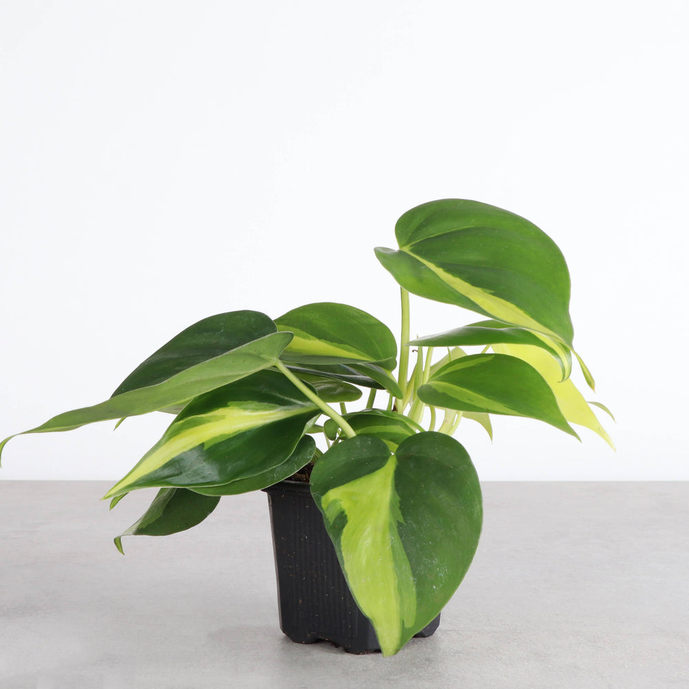 Brazil Philodendron - Live Plant - The Floratory