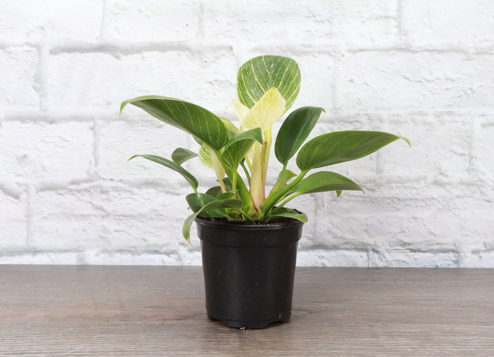 Philodendron Birkin - Live Plant - The Floratory