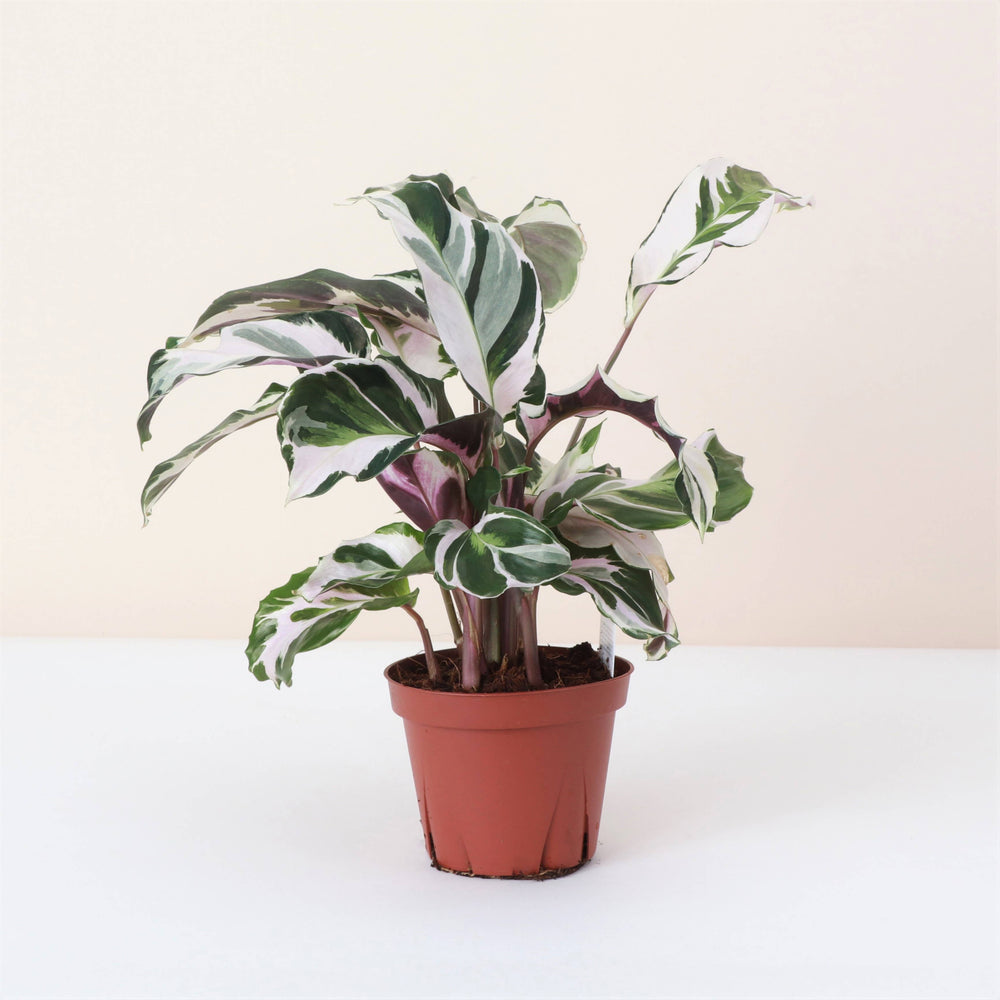 Calathea 'Stella' - 4" Live Plant - The Floratory