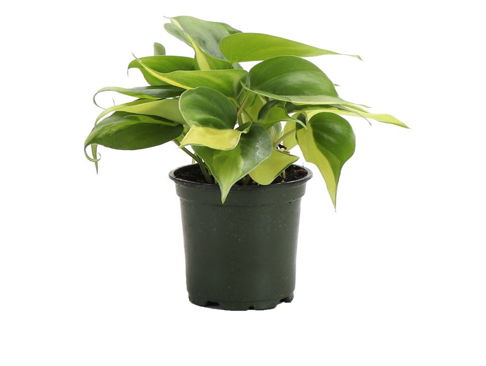 Brazil Philodendron - Live Plant - The Floratory