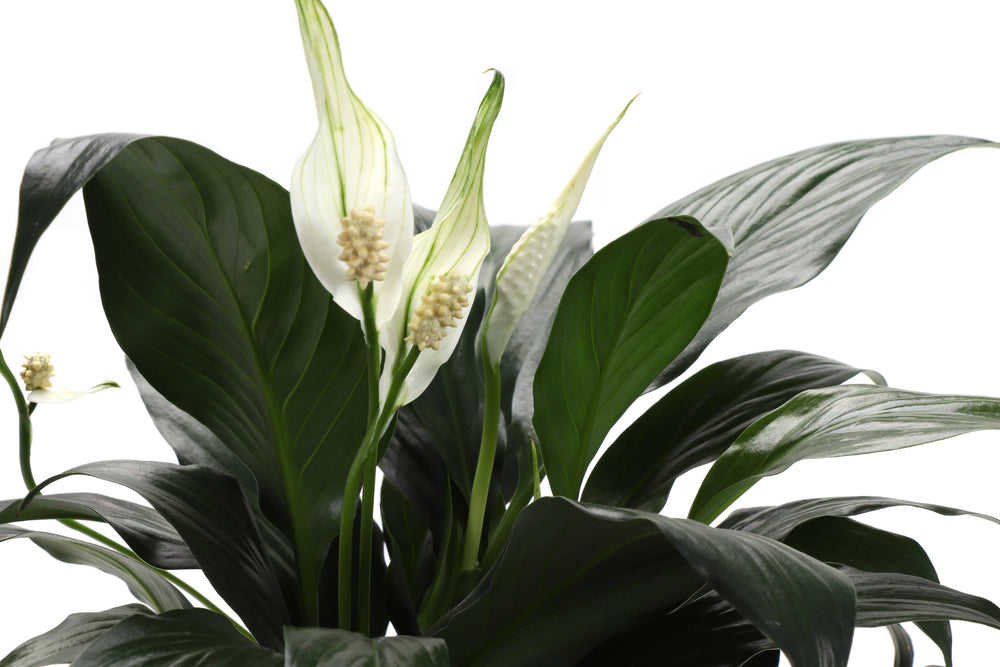 Peace Lily - Live Plant - The Floratory