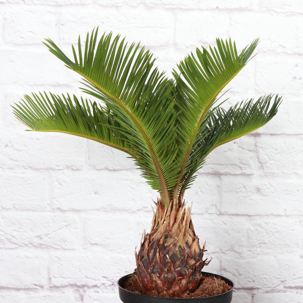 Sago Palm - Live Plant - The Floratory