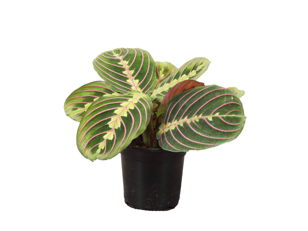 Red Prayer Plant - Live Plant - The Floratory