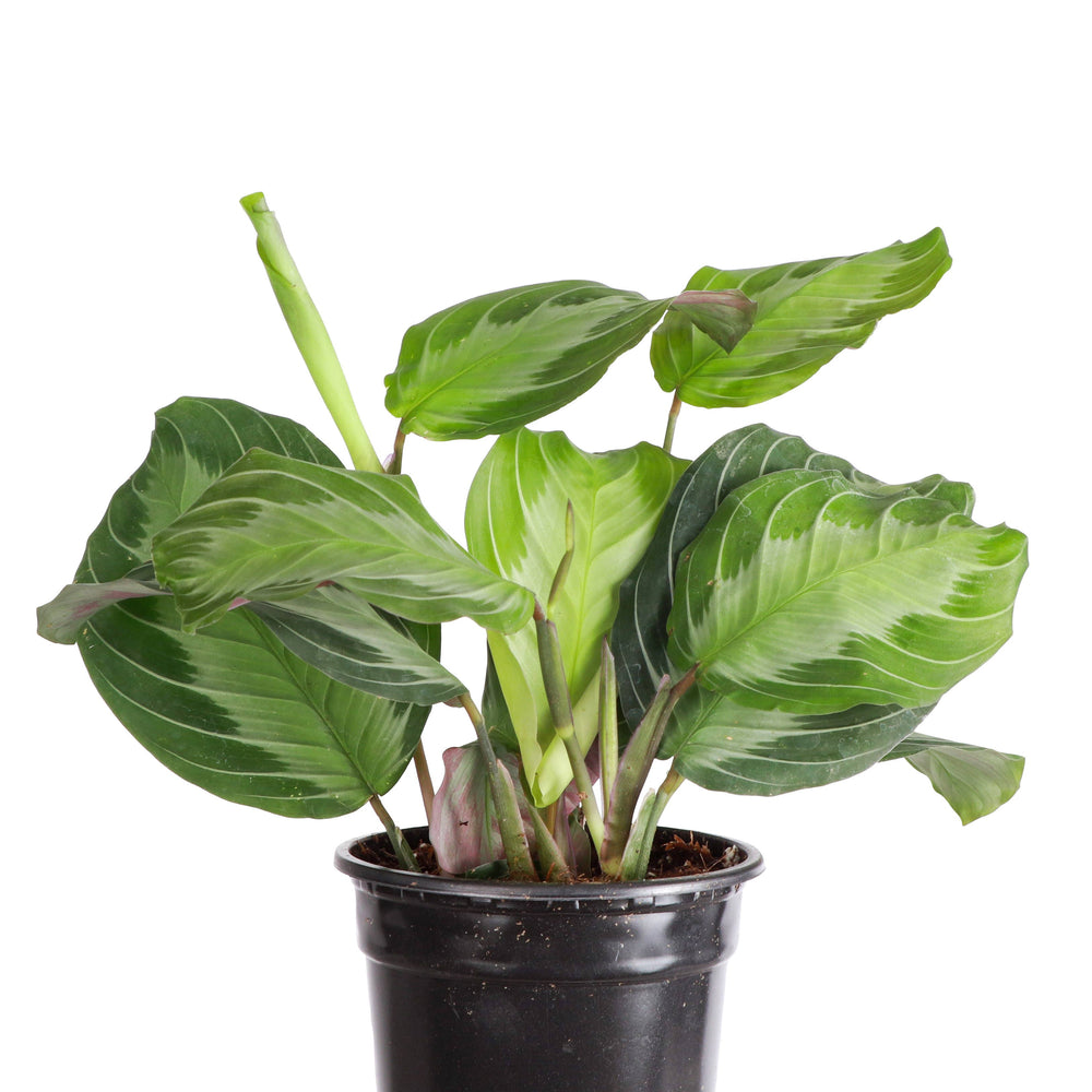 Silver Band Prayer Plant - 4" Live Plant - The Floratory