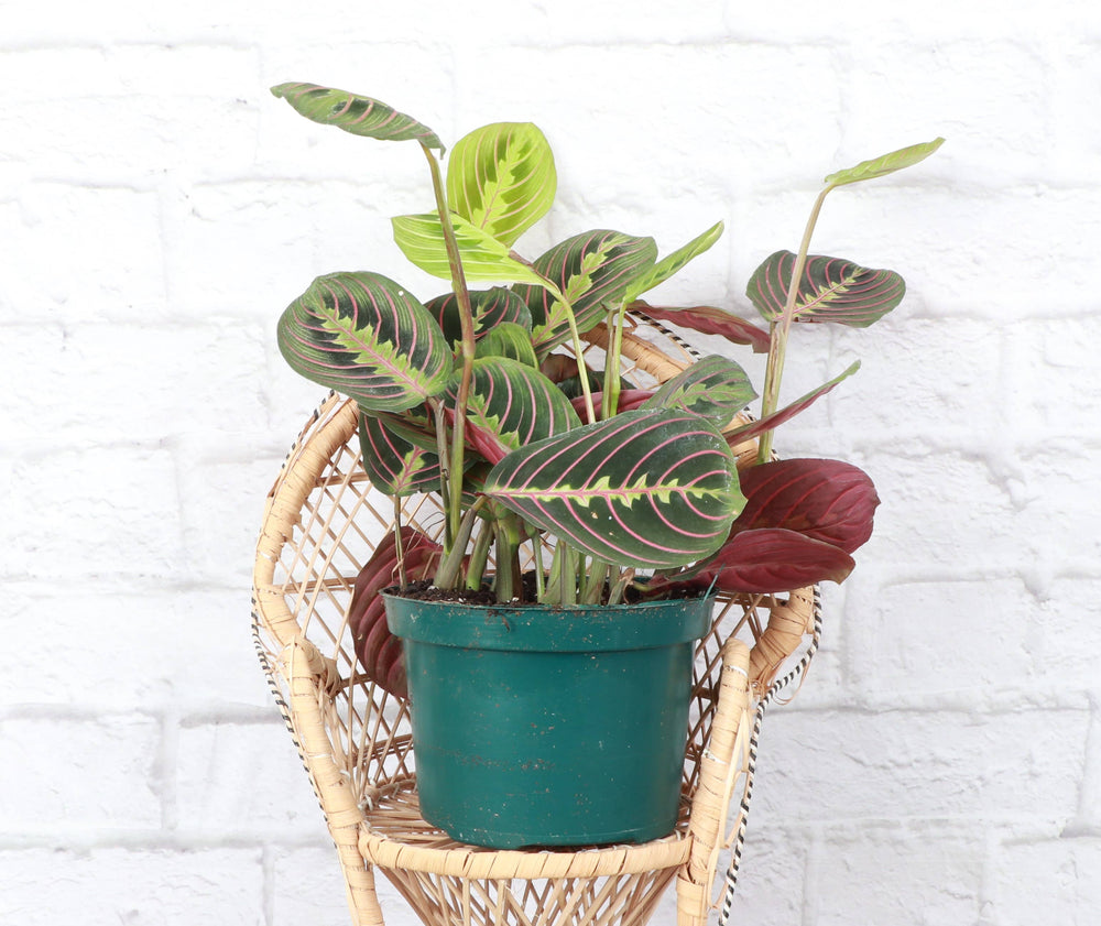 Red Prayer Plant - Live Plant - The Floratory