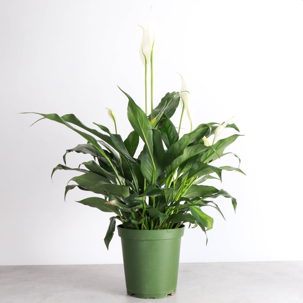 Peace Lily - Live Plant - The Floratory