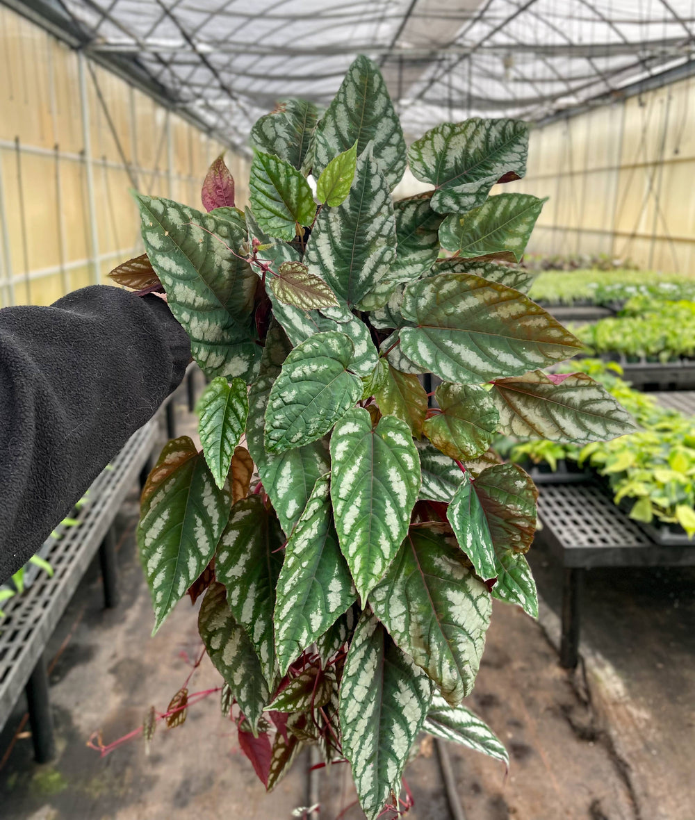 Cissus Discolor - Rex Begonia Vine - Live Plant - The Floratory