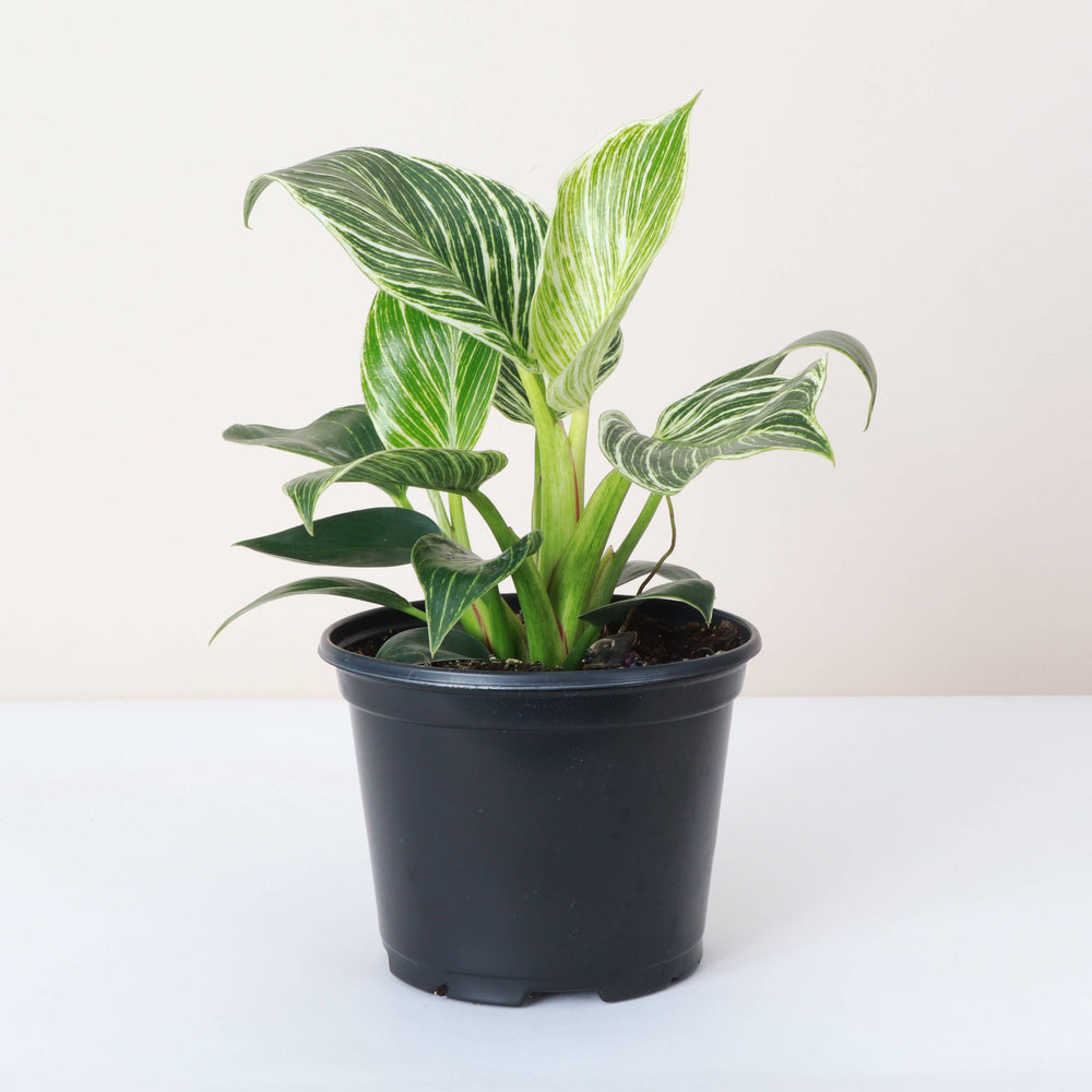 Philodendron Birkin - Live Plant - The Floratory