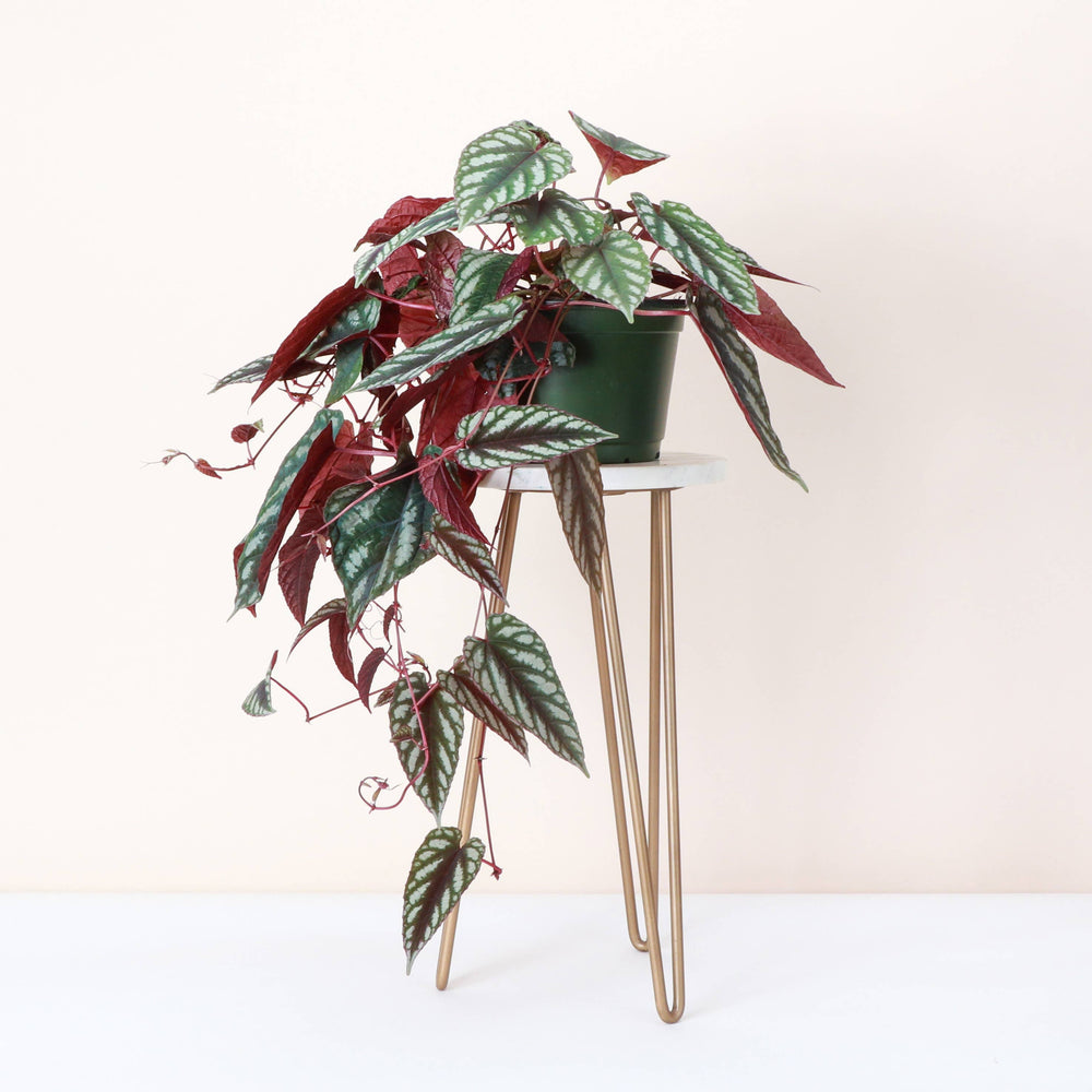 Cissus Discolor - Rex Begonia Vine - Live Plant - The Floratory