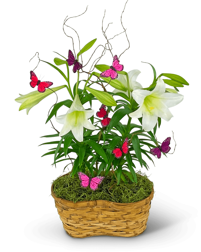 Easter Lilies in Spring Basket - The Floratory
