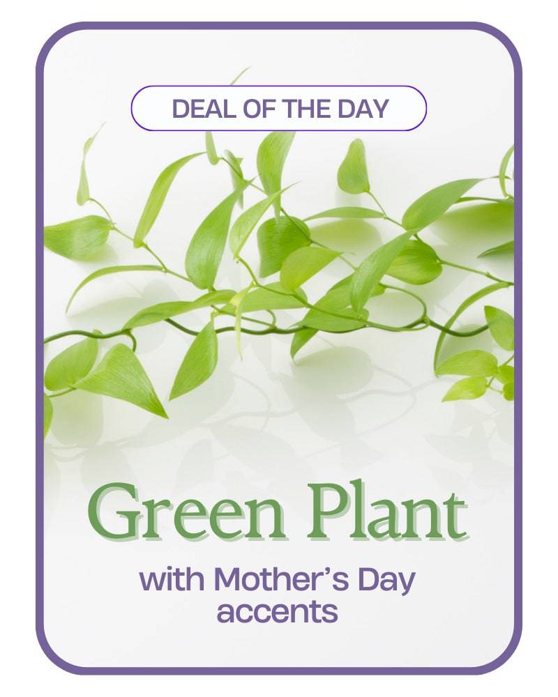 Green Plant with Mother's Day Accents - The Floratory