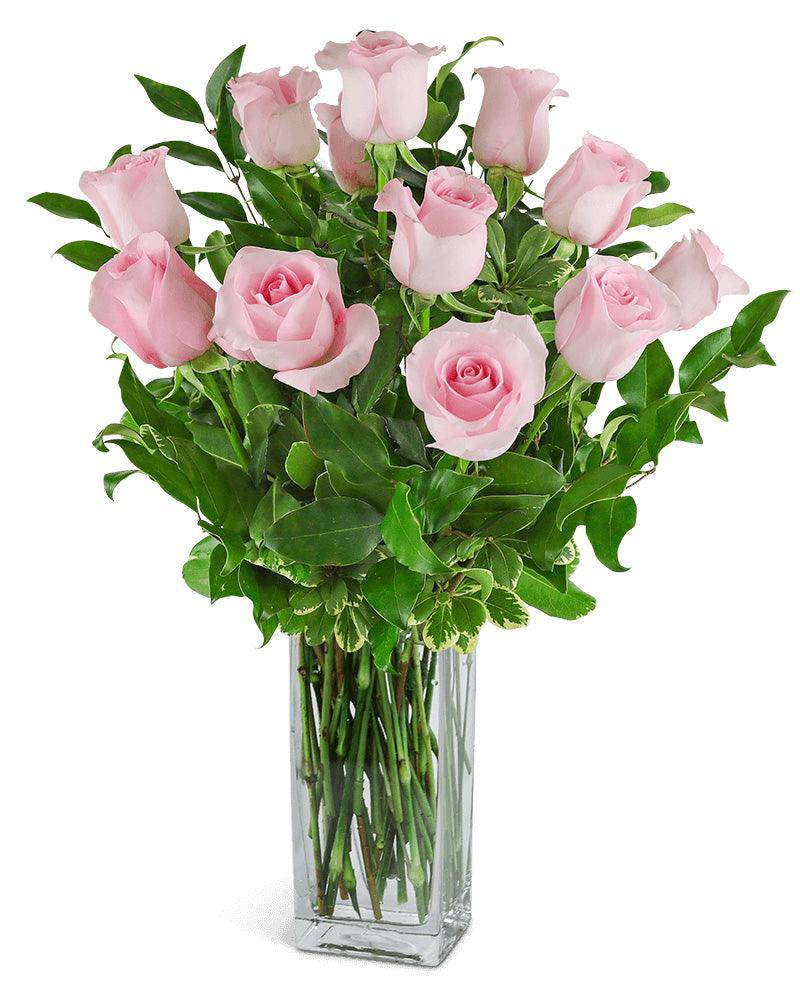 One Dozen Light Pink Roses - The Floratory
