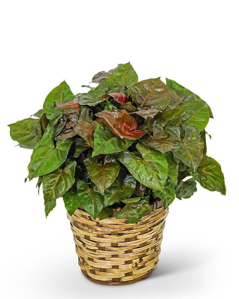 Arrowhead Plant in Basket - The Floratory