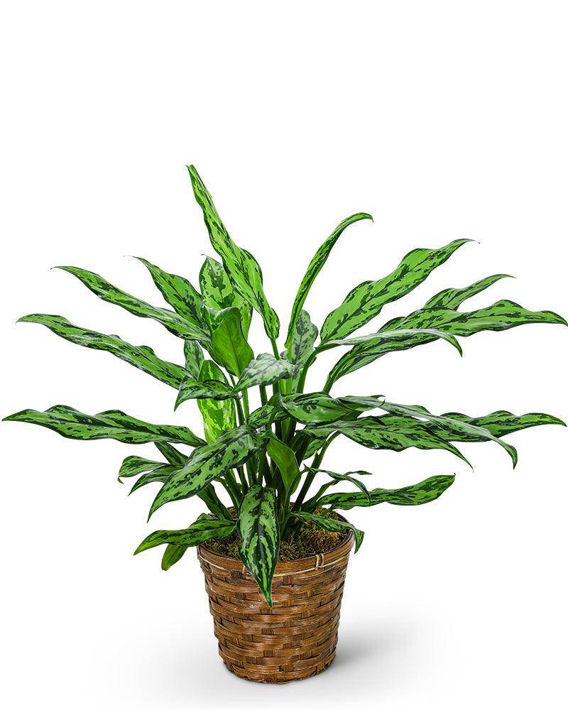 Chinese Evergreen Plant - The Floratory