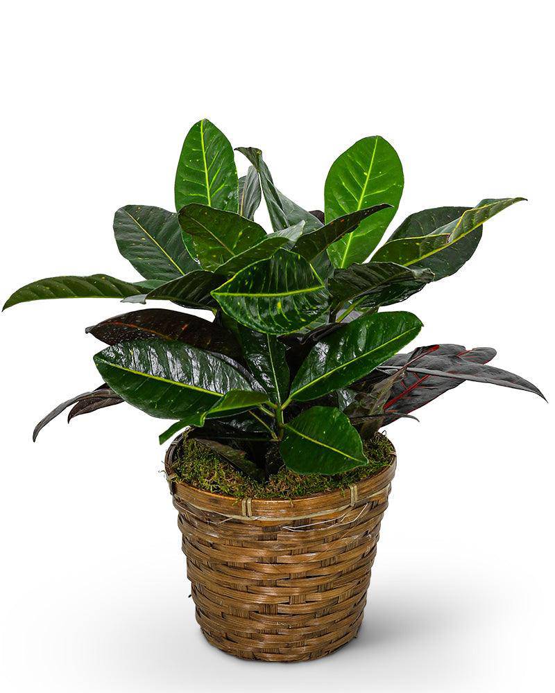 Croton Plant in Basket - The Floratory