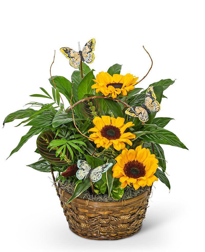 Dish Garden with Sunflowers and Butterflies - The Floratory