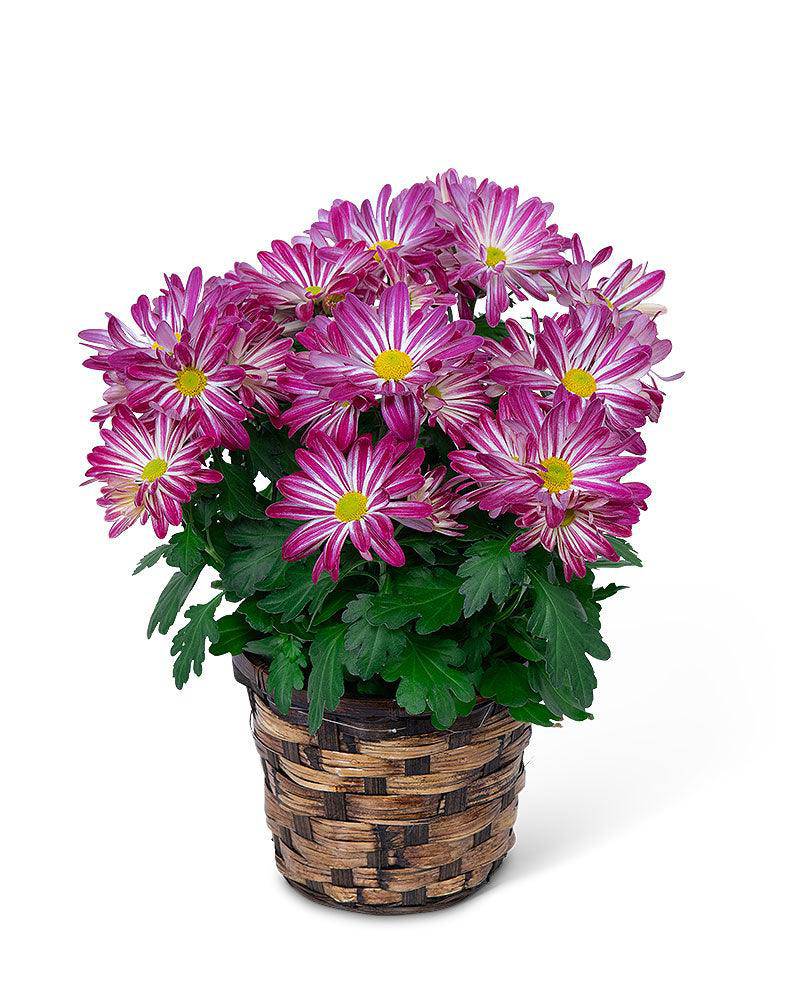 Purple Daisy Chrysanthemum Plant - The Floratory