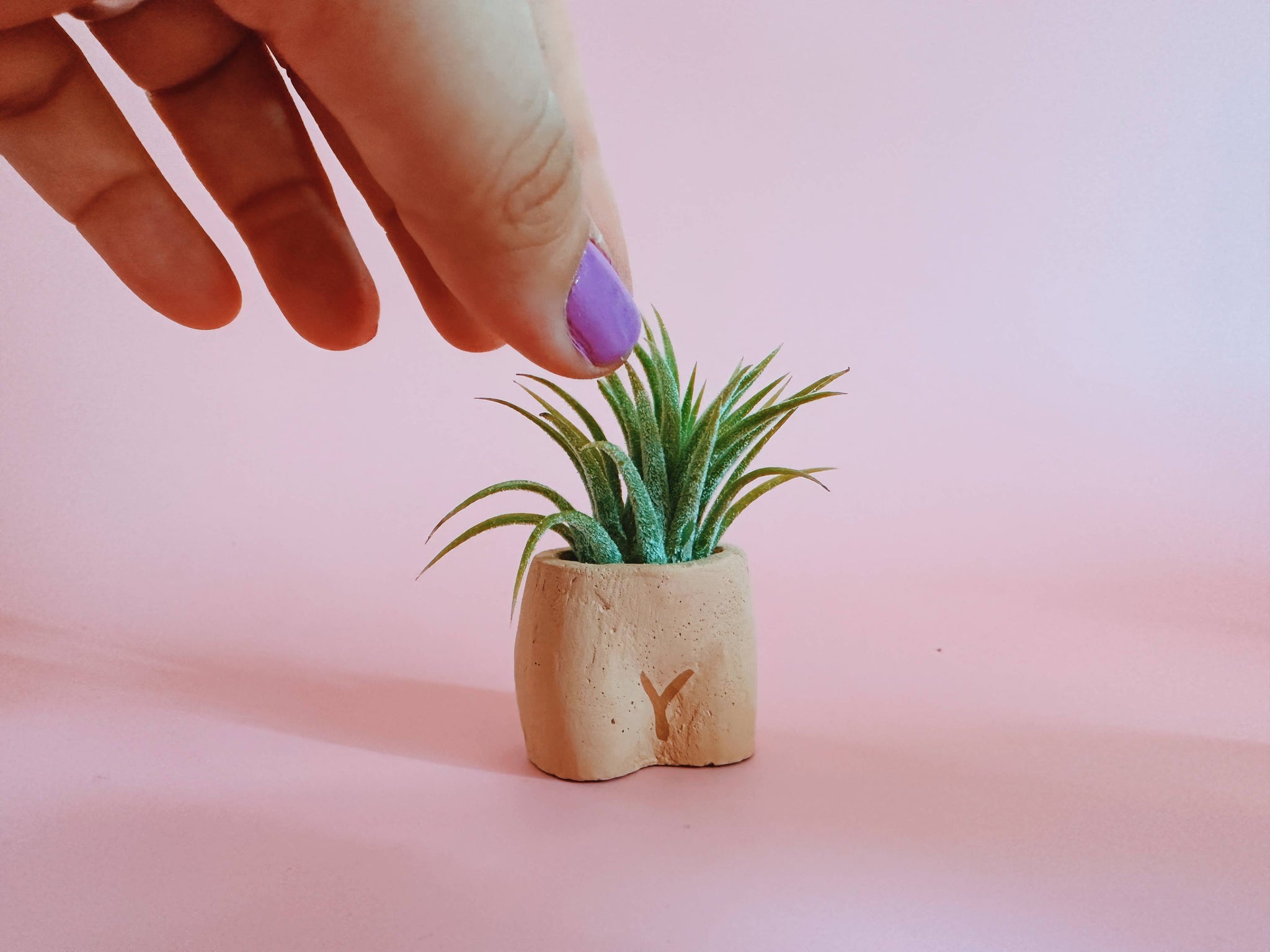 In the Nude Mini Planter with Air Plant - The Floratory