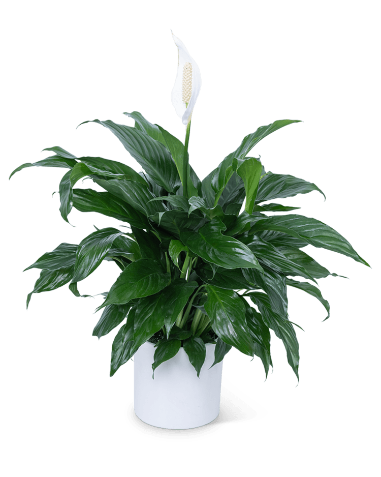 Peace Lily Plant - The Floratory