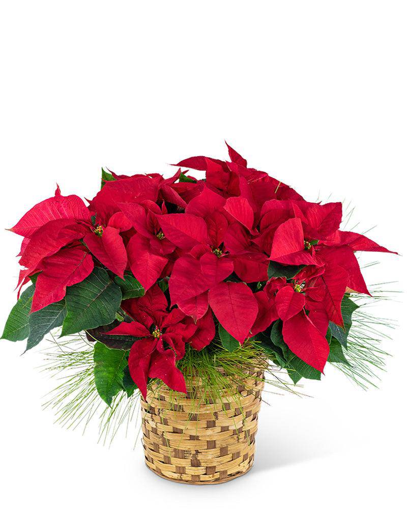 Red Poinsettia Basket - The Floratory