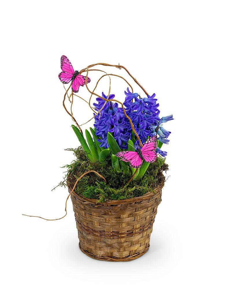 Hyacinth Plant in Basket - Village Floral Designs and Gifts