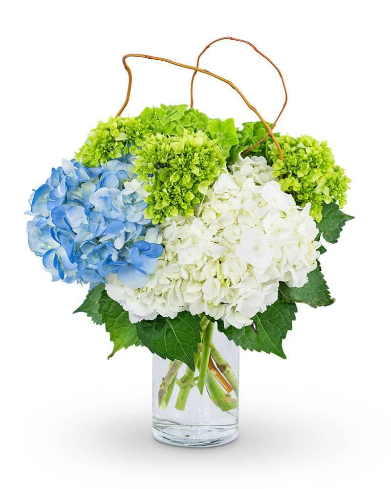 Hydrangea Perfection - Village Floral Designs and Gifts