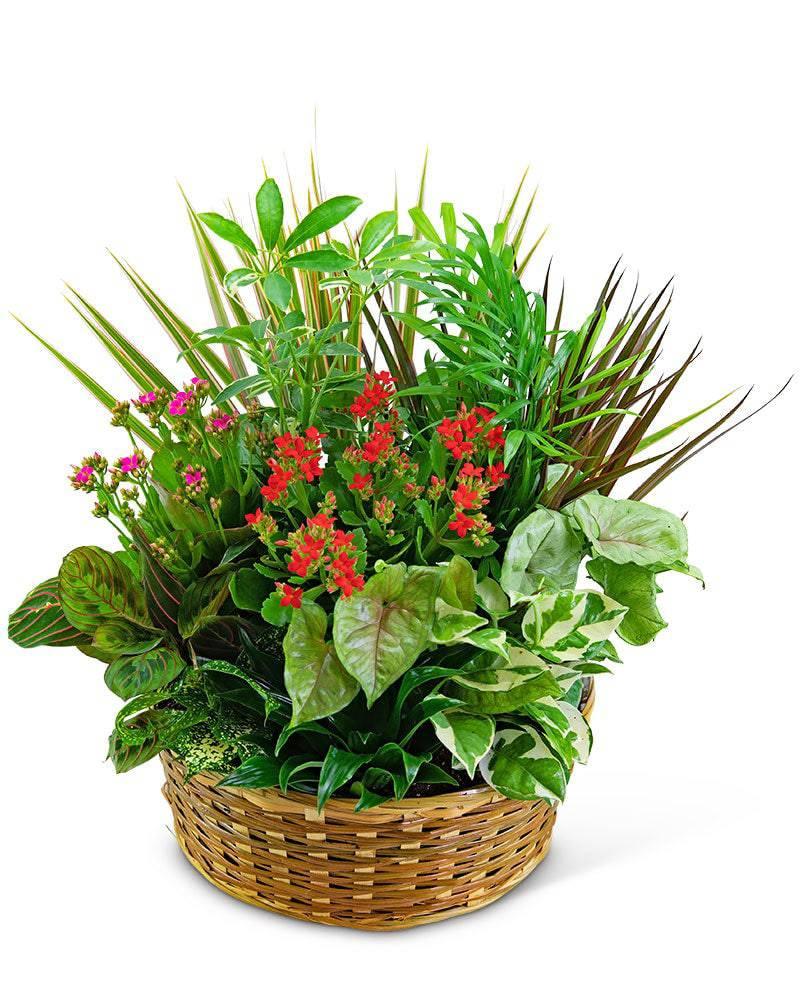 Large Blooming Dish Garden - Village Floral Designs and Gifts