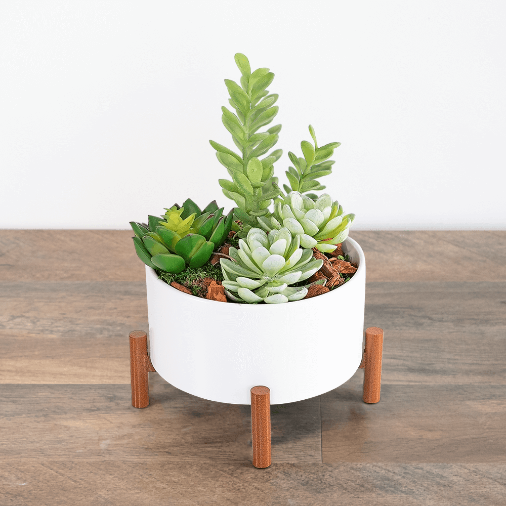 Mid-Century Succulent Garden - Village Floral Designs and Gifts