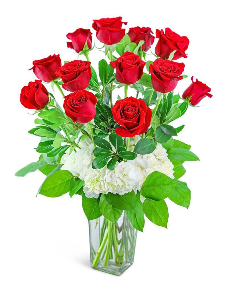 One Dozen Red Roses With Hydrangea - Village Floral Designs and Gifts