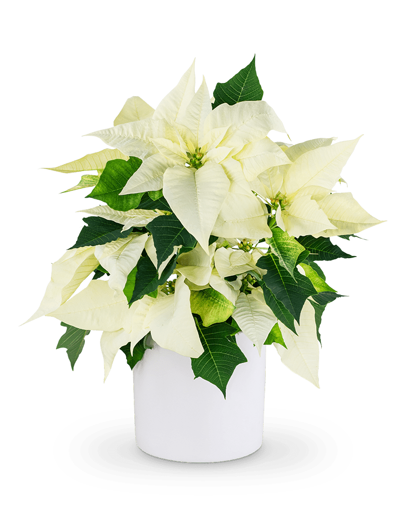 White Poinsettia Plant - Village Floral Designs and Gifts