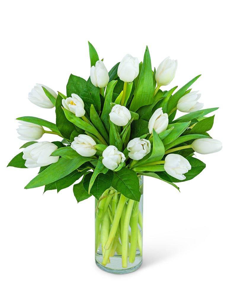 White Tulips - Village Floral Designs and Gifts