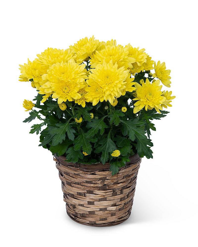 Yellow Chrysanthemum Plant - Village Floral Designs and Gifts