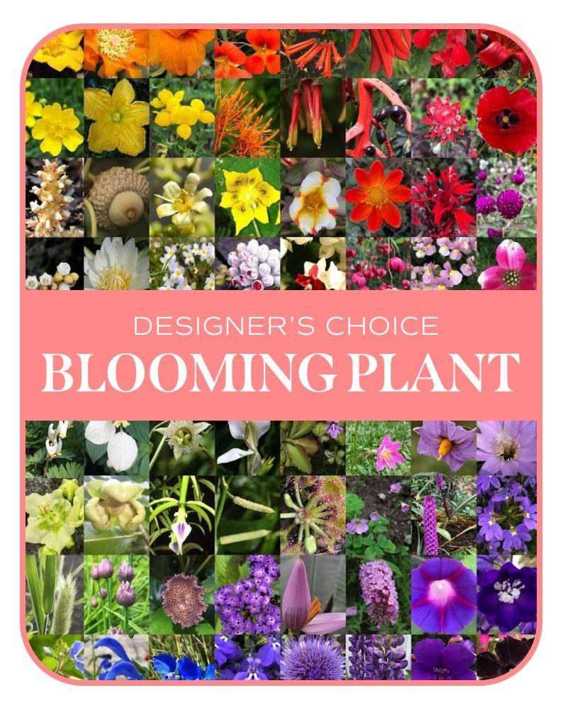 In-Season Blooming Plant - Village Floral Designs and Gifts
