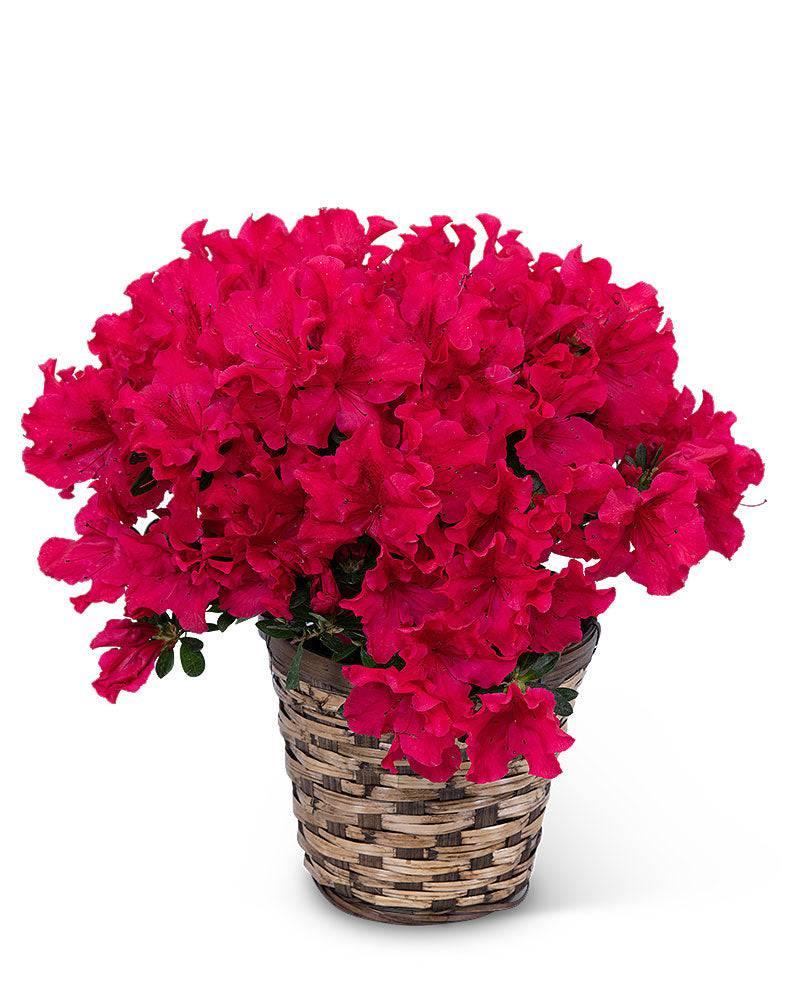 Azalea Plant - Village Floral Designs and Gifts