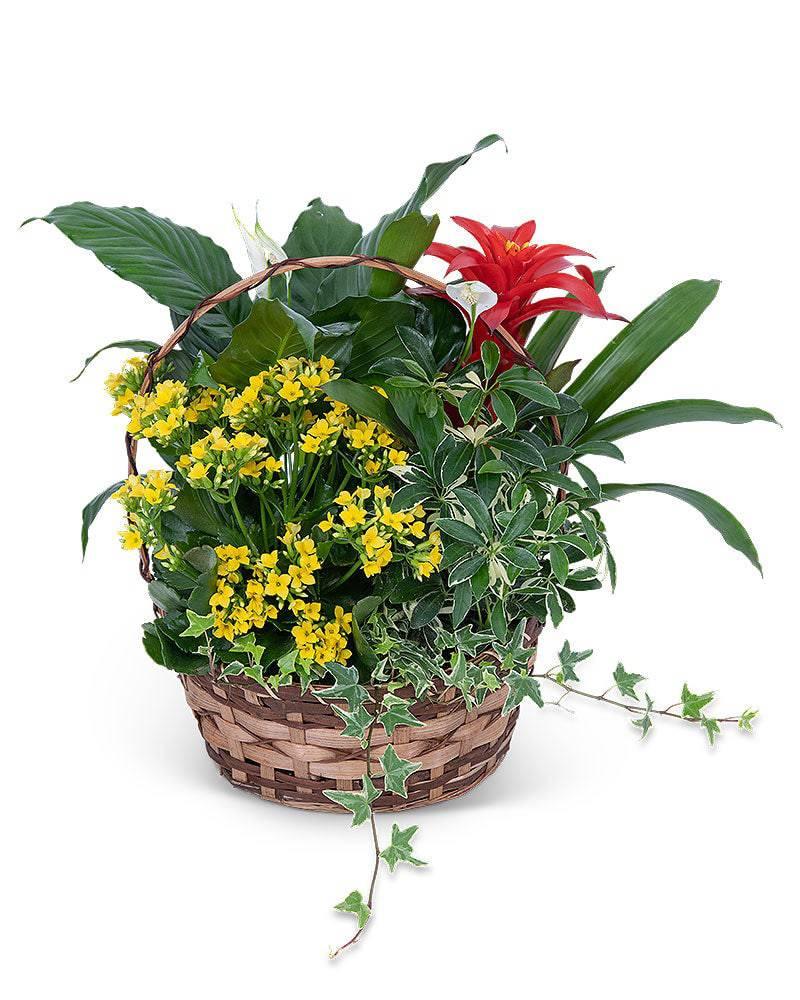 Blooming Dish Garden - Village Floral Designs and Gifts