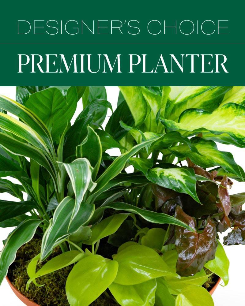 Designer's Choice Premium Planter - Village Floral Designs and Gifts