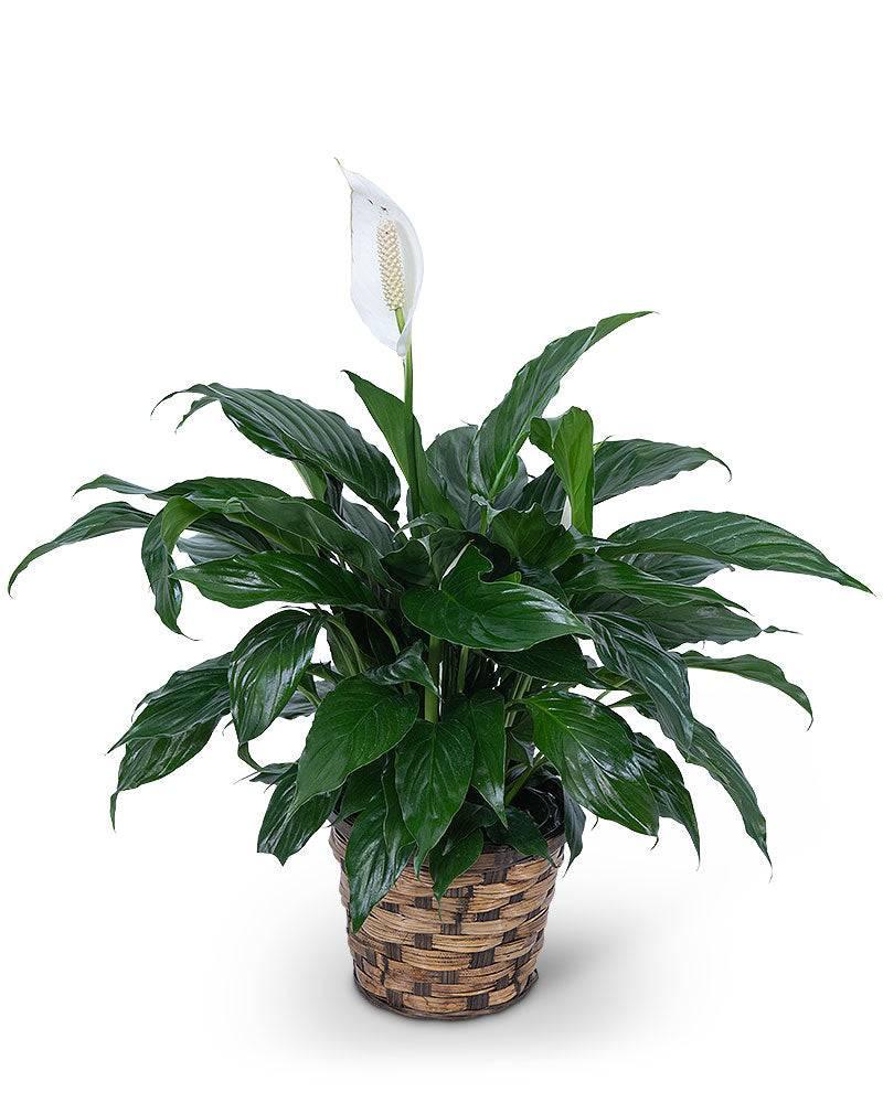 Small Peace Lily Plant - Village Floral Designs and Gifts
