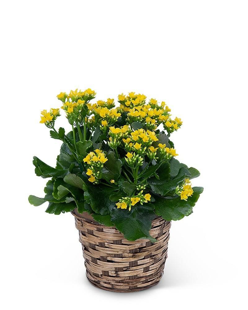 Yellow Kalanchoe Plant - Village Floral Designs and Gifts