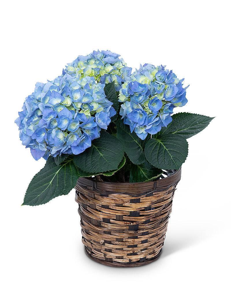 Blue Hydrangea Plant - Village Floral Designs and Gifts