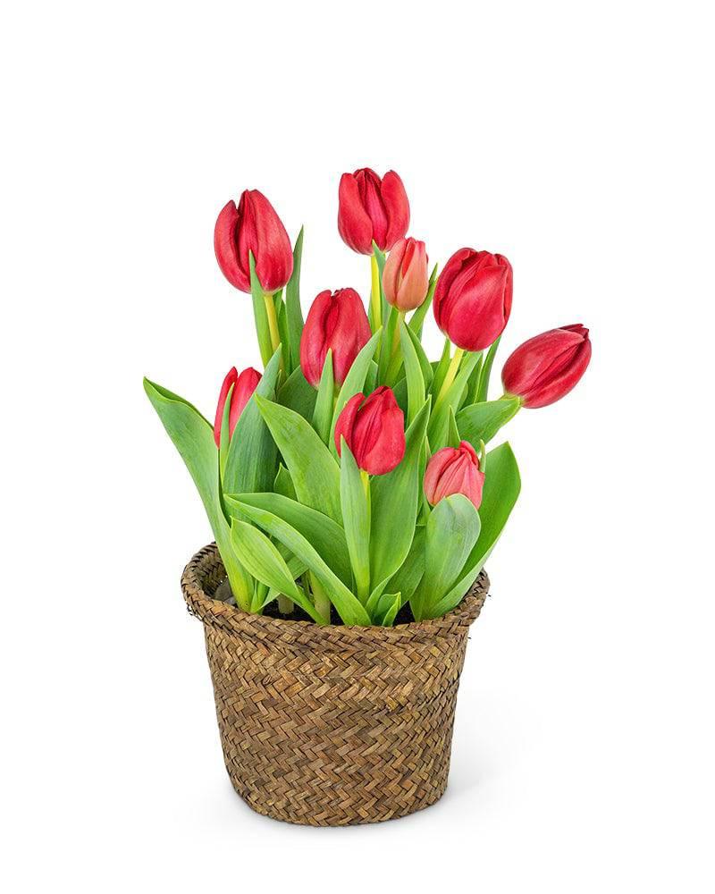 Potted Tulip Plant - Village Floral Designs and Gifts