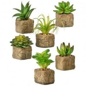 Succulent in Stone Pot - Village Floral Designs and Gifts