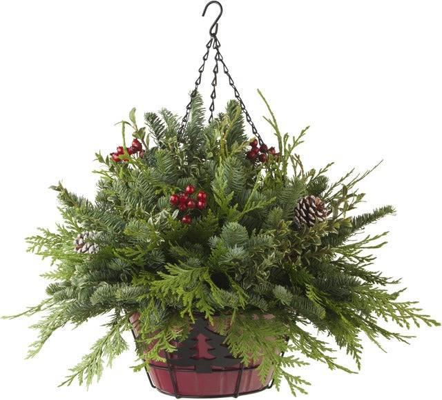 Yuletide Hanging Basket - Village Floral Designs and Gifts