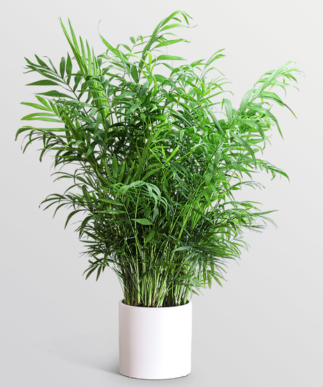 Areca Palm Plant