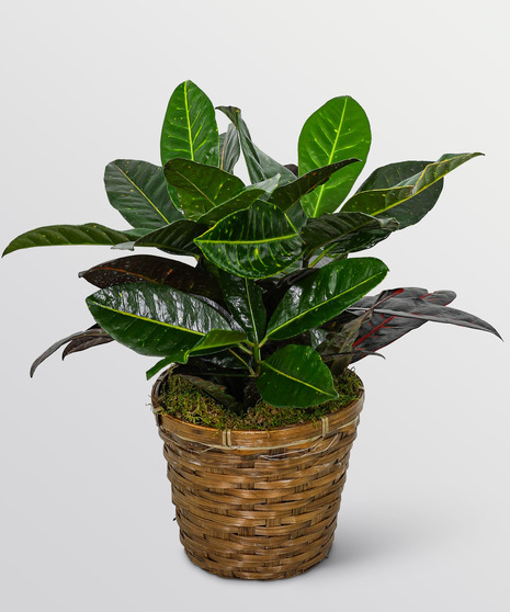 Croton Plant in Basket