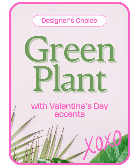 Designer's Choice Valentine's Day Green Plant